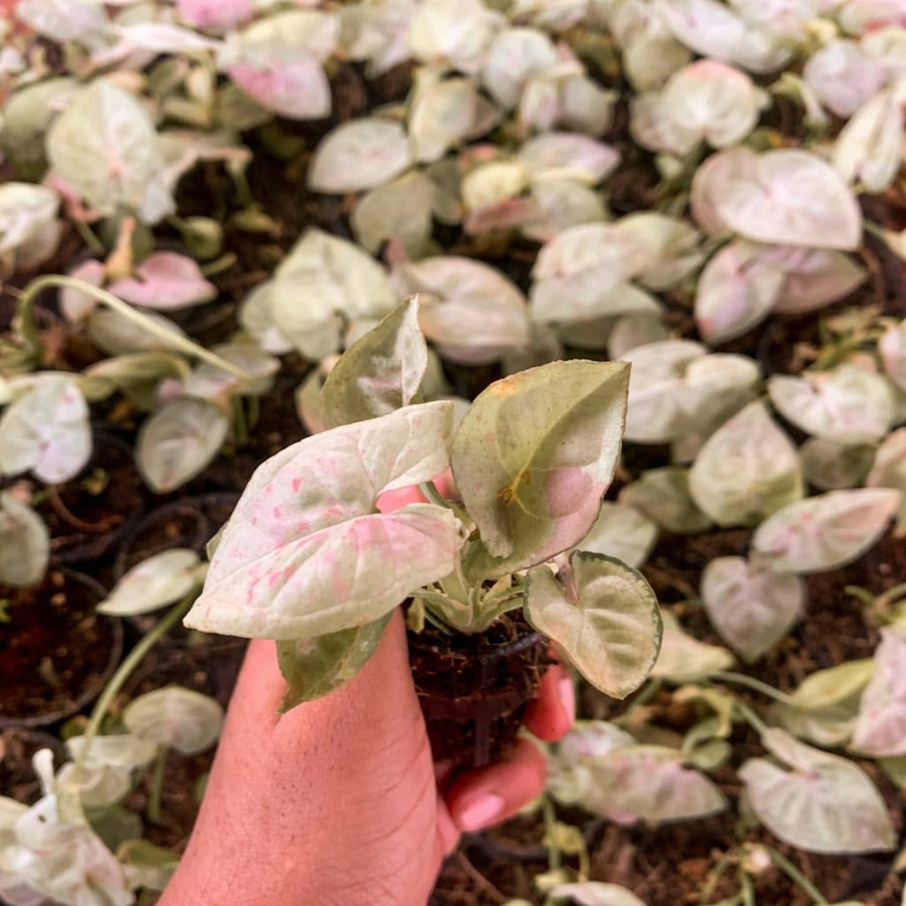 Hand holding a small potted plant with pink and green leaves in front of a background of similar plants.