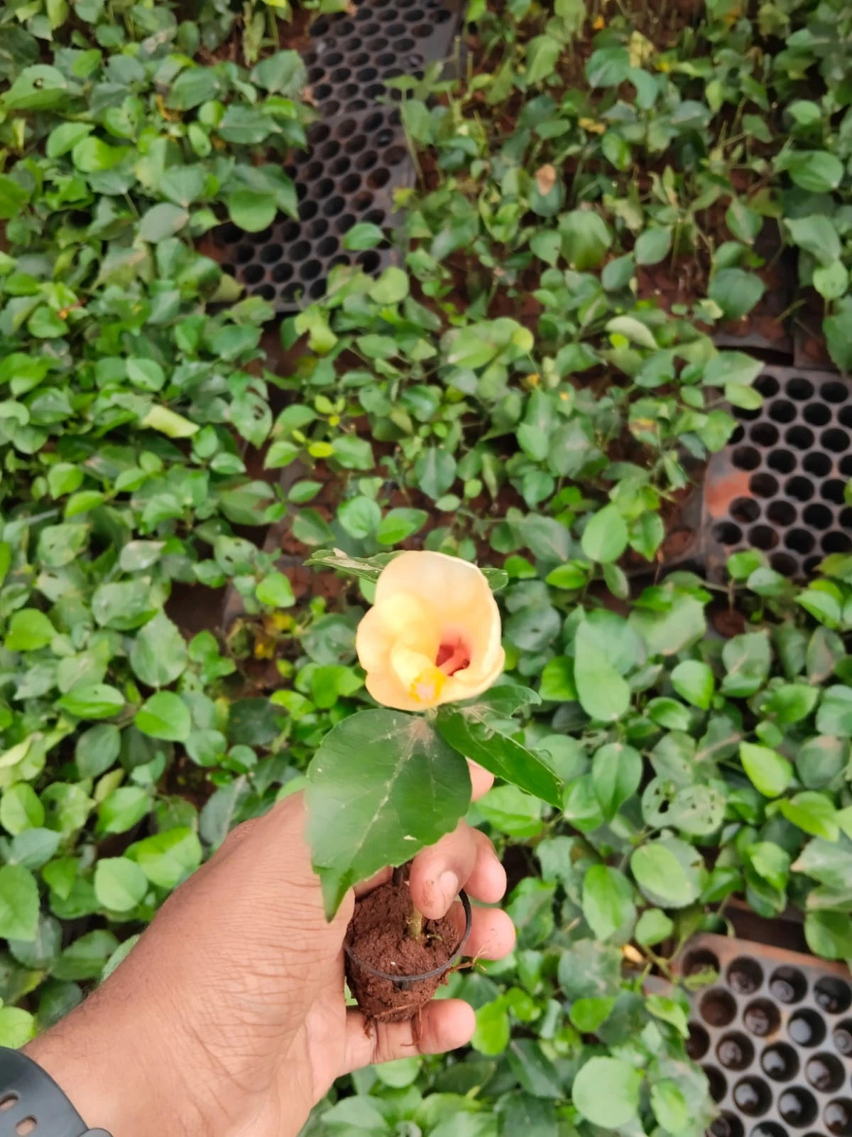 Hibiscus Plant Sapling (1pc)