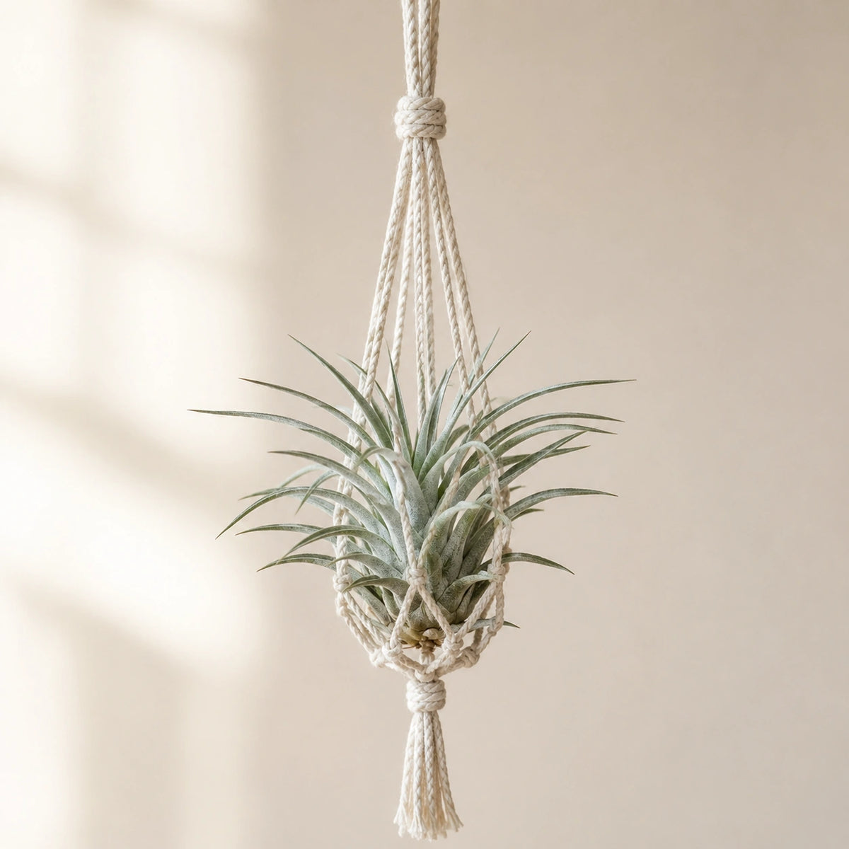 Tillandsia Secunda Silver Air Plant Sapling (1Pc)