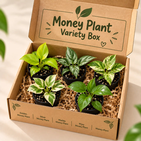 Money Plant Variety Box