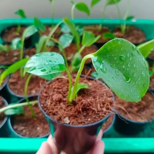 Monstera Deliciosa Plant Sapling (1pc)