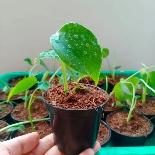 Monstera Deliciosa Plant Sapling (1pc)