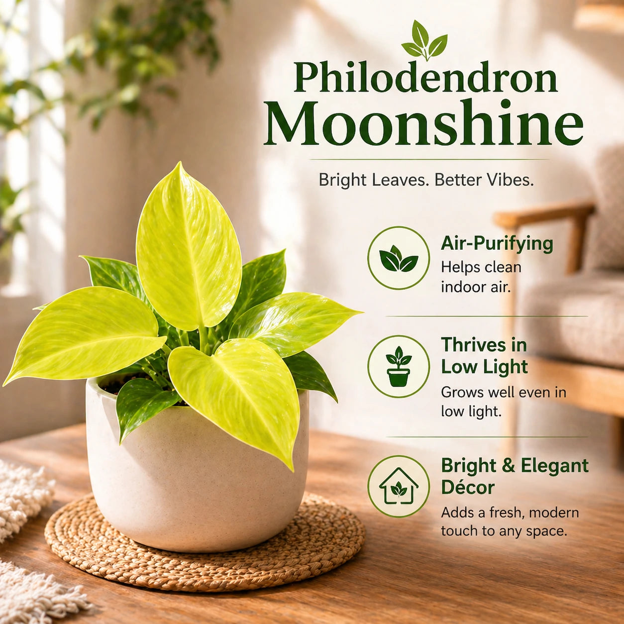 Perfect Home Plant Combo