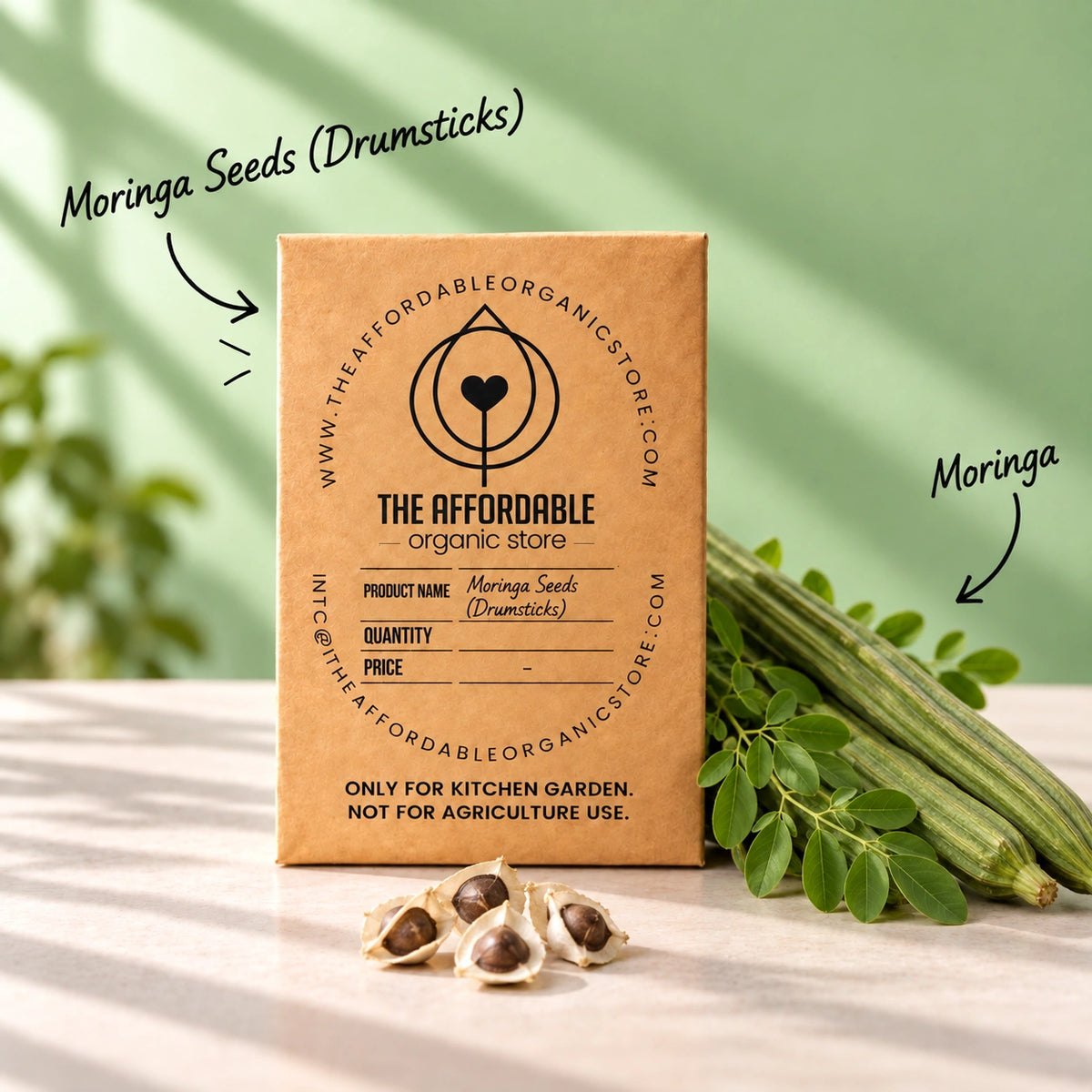 Moringa Seeds (Drumsticks) (3 seeds)