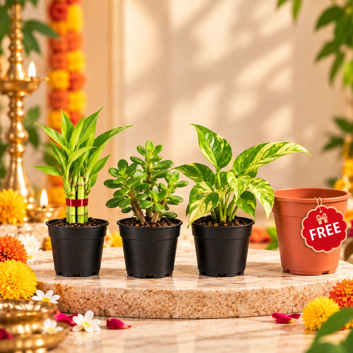 Navratri Shubh Plant Trio