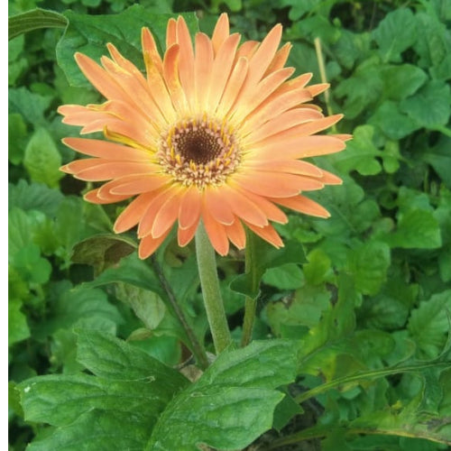 Gerbera Flower Sapling (1pc)
