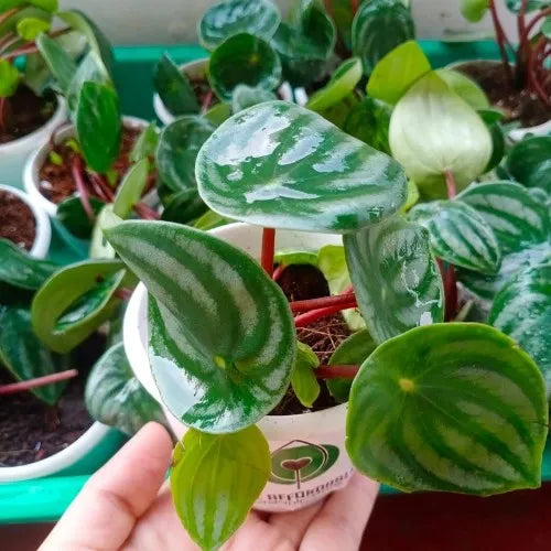 Peperomia Watermelon Plant Sapling (1pc)