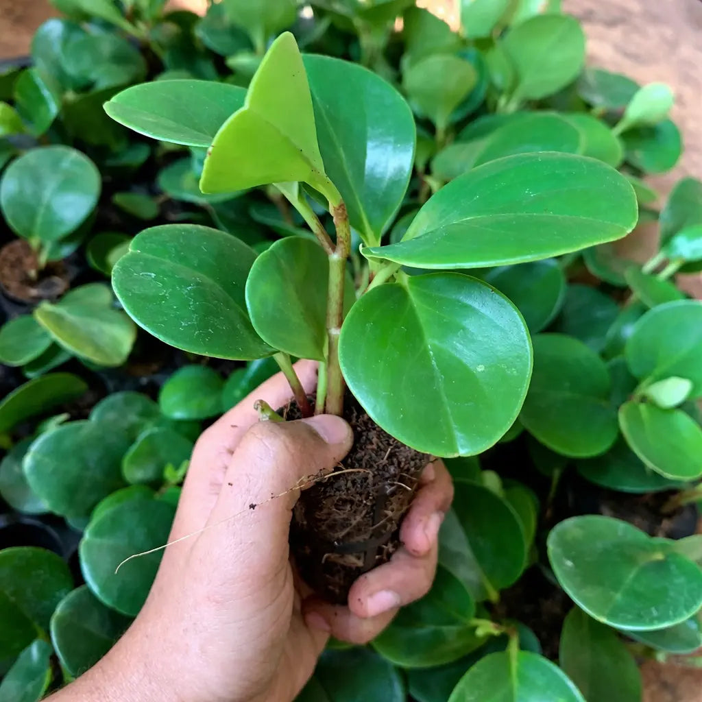 Hand holding a small green plant with a background of more plants