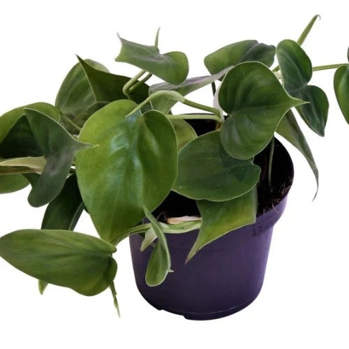 Philodendron Oxycardium Green Plant Sapling (1pc)