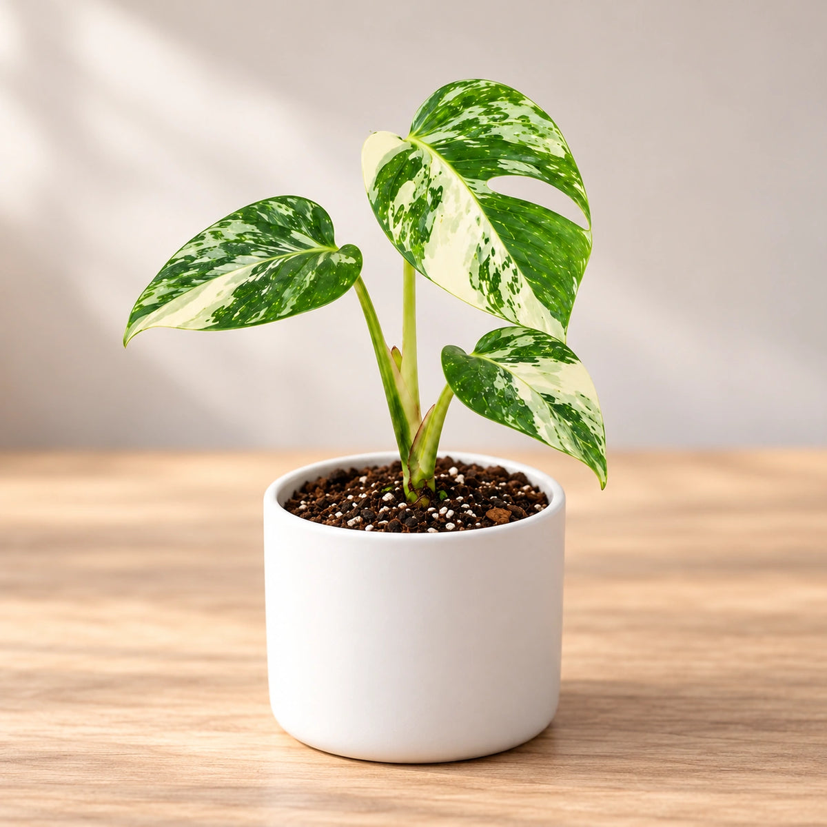 Variegated Monstera Plant sapling (1pc)
