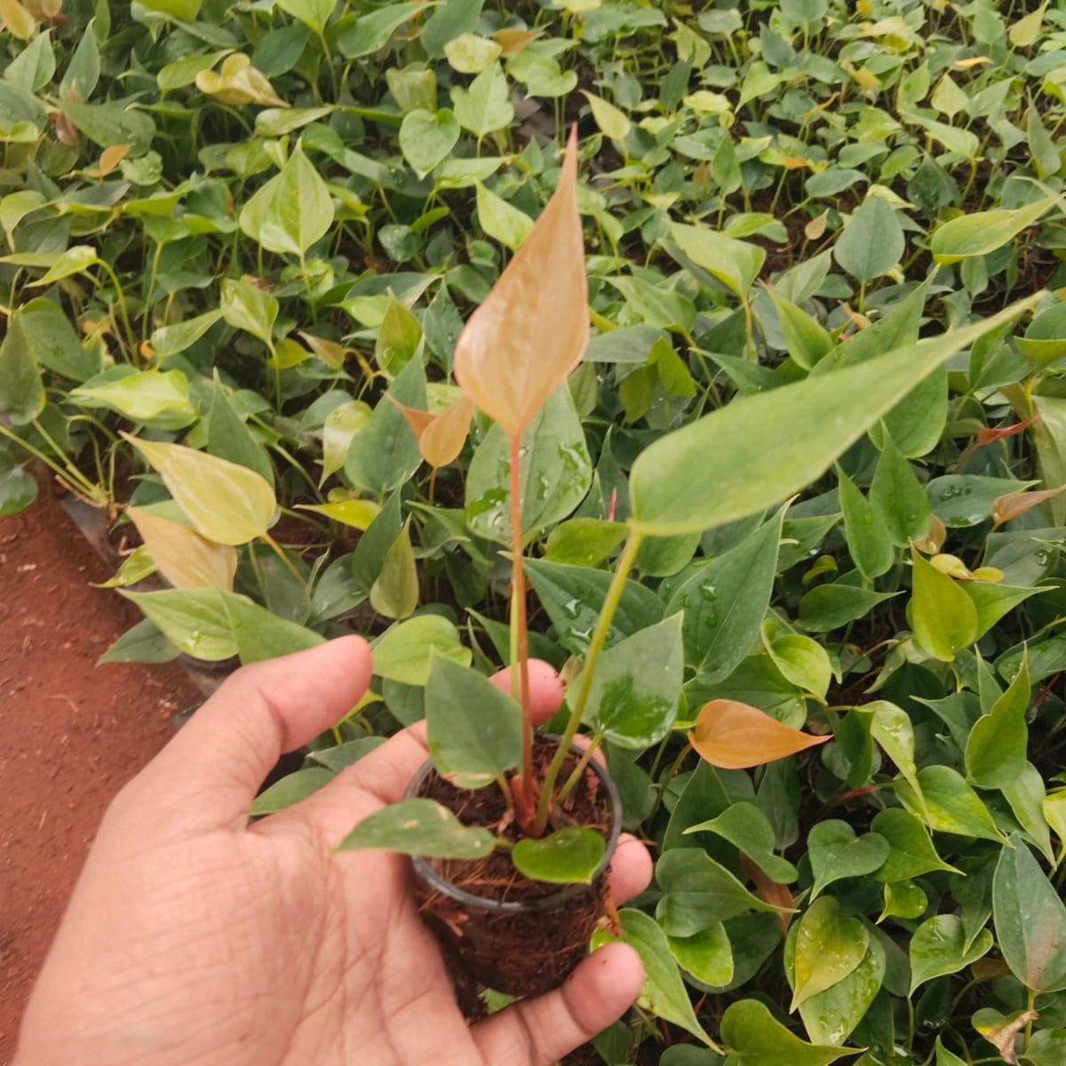 Anthurium Red Plant Sapling (1pc)