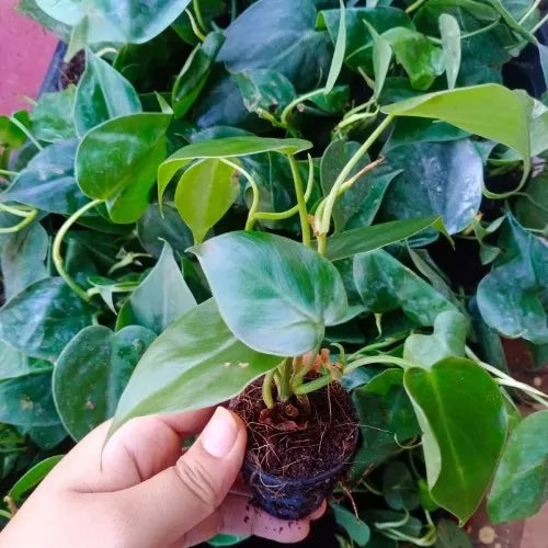 Philodendron Oxycardium Green Plant Sapling (1pc)