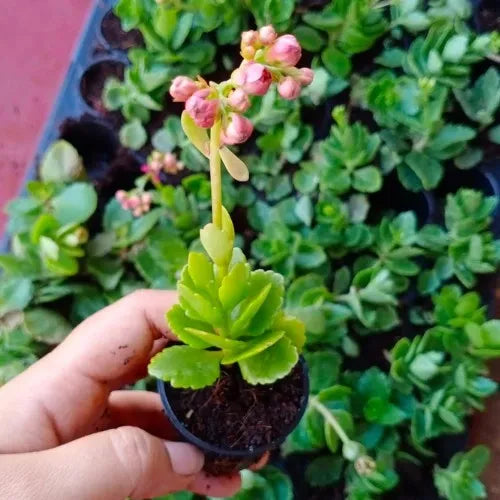 Pink Kalanchoe Succulent Sapling (1pc)