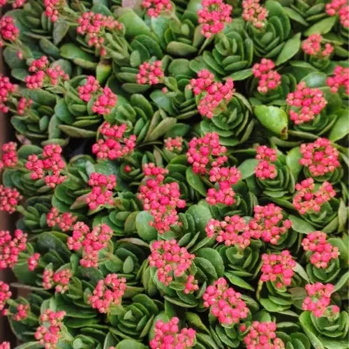 Pink Kalanchoe Succulent Sapling
