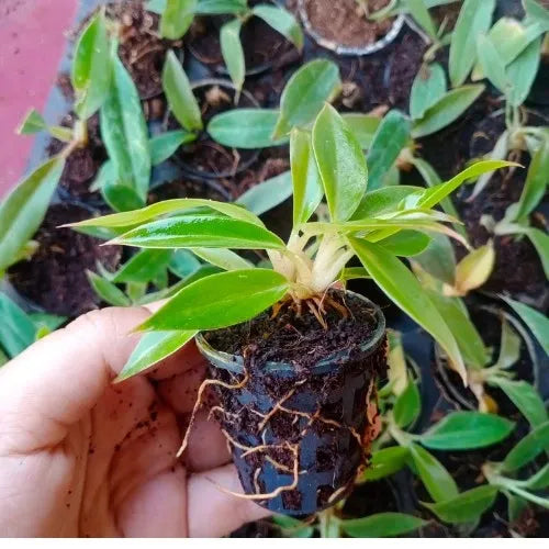 Philodendron Ring of Fire Plant Sapling (1Pc)