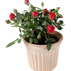 Rose Plant Sapling (1pc)