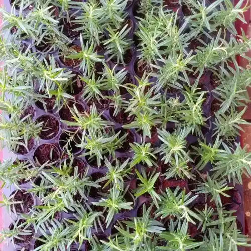Rosemary Plant Sapling (1pc)