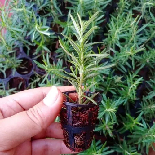 Rosemary Plant Sapling (1pc)