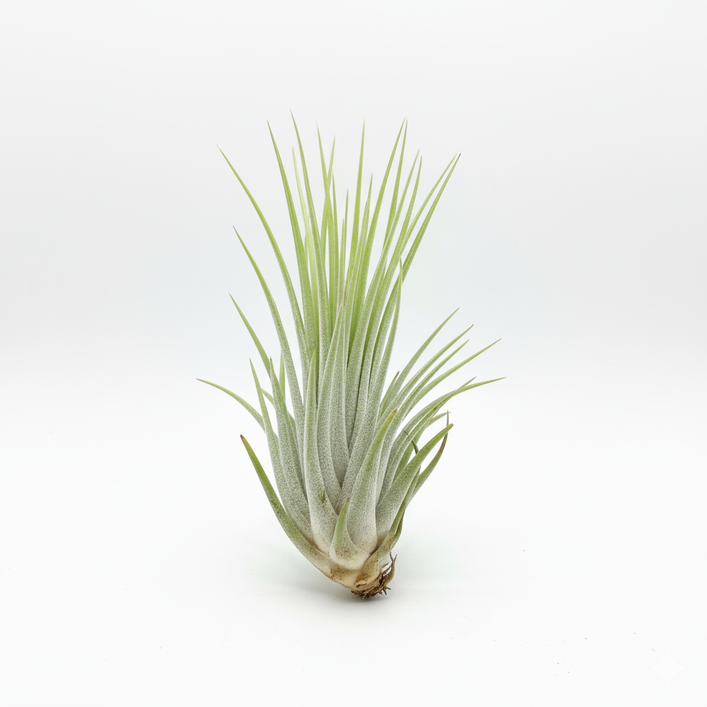 Tillandsia Secunda Silver Air Plant Sapling (1Pc)