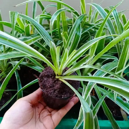 Spider Plant Sapling (1pc)