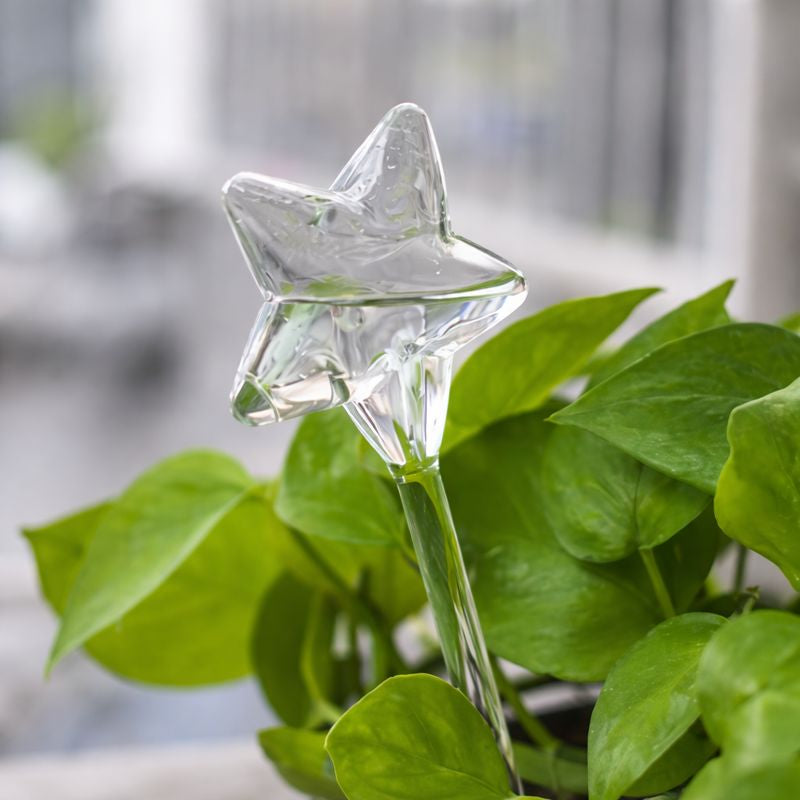 Self Watering Star (1Pc)