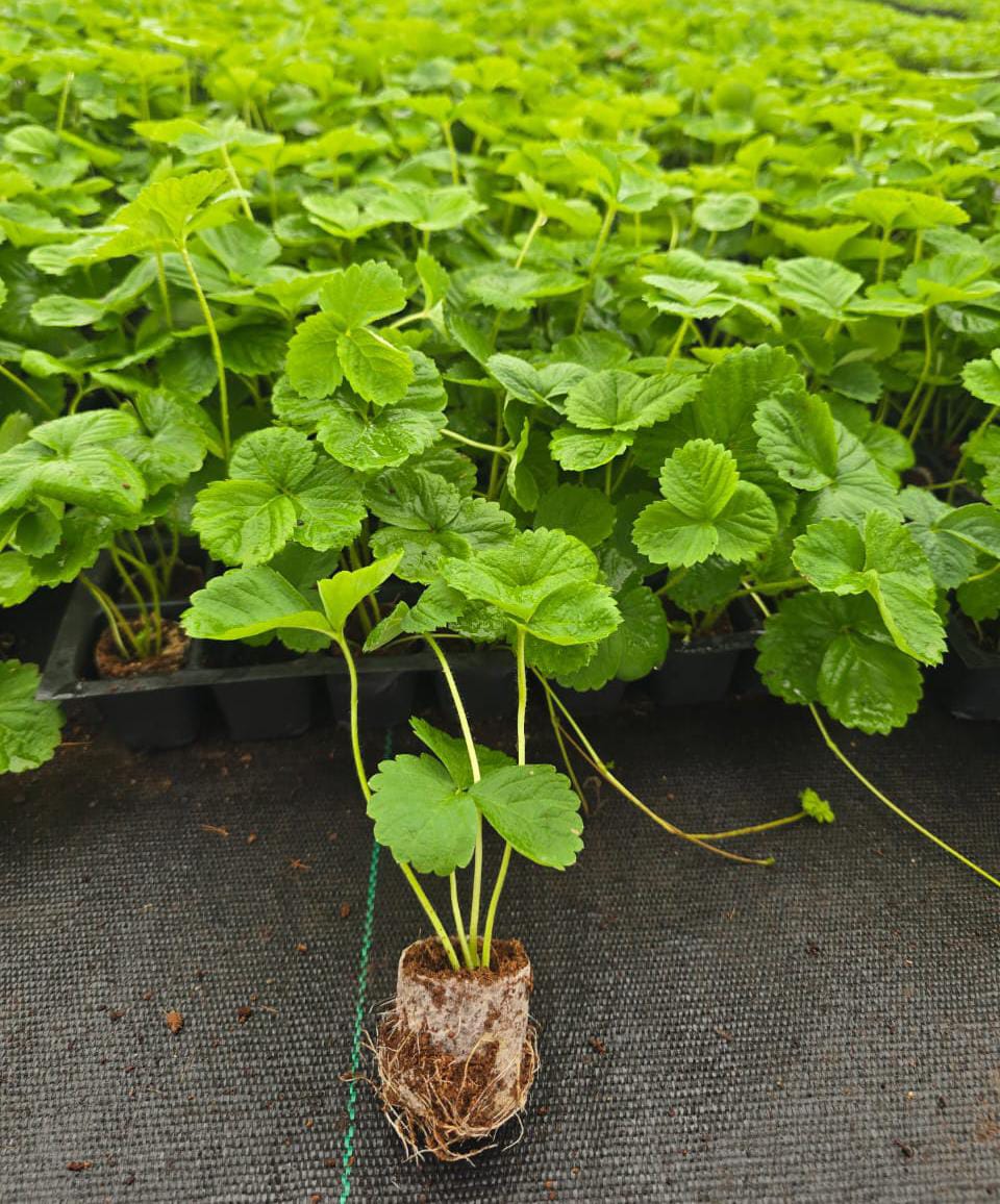 Strawberries Plant Sapling (1pc)