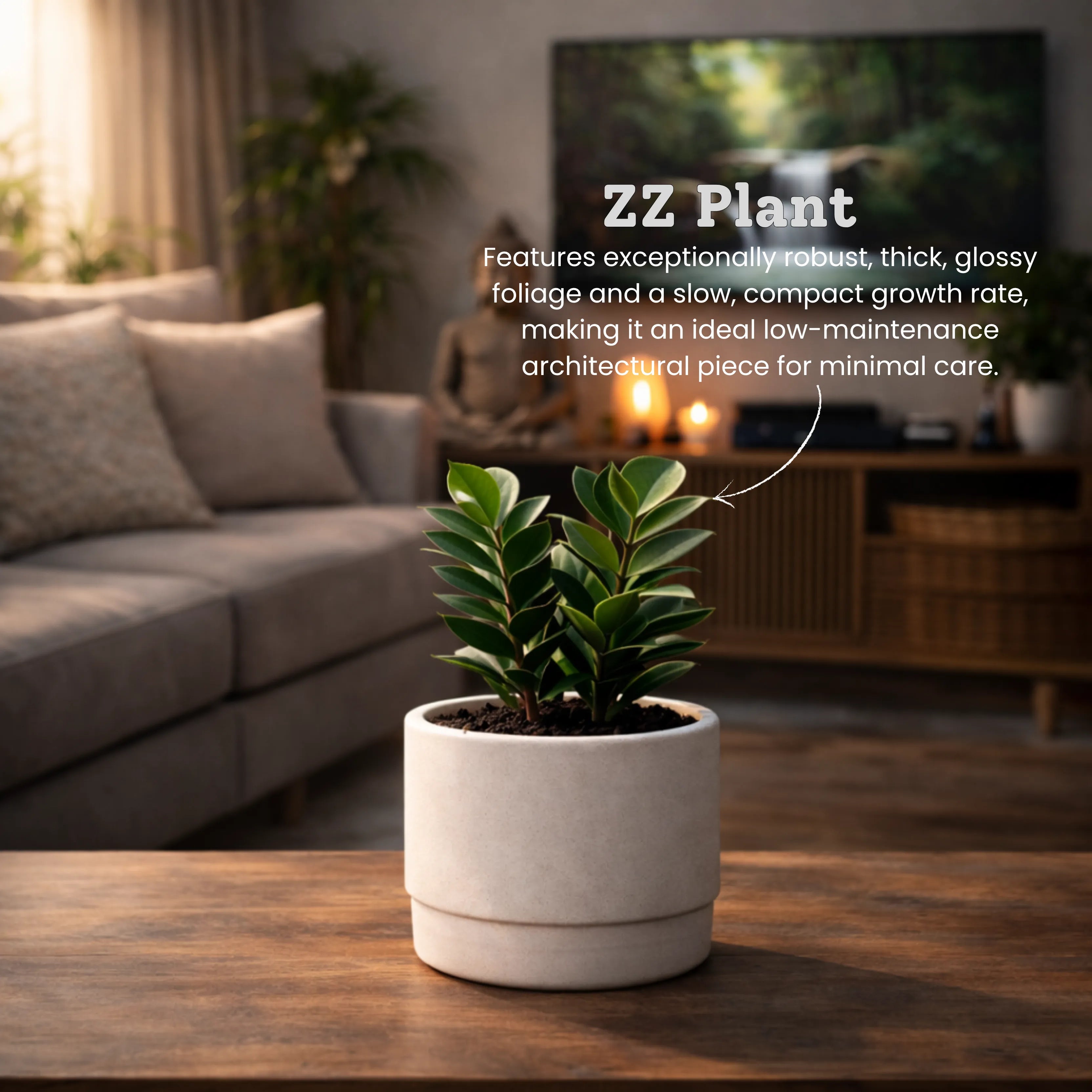 Stress Relief Plant Combo