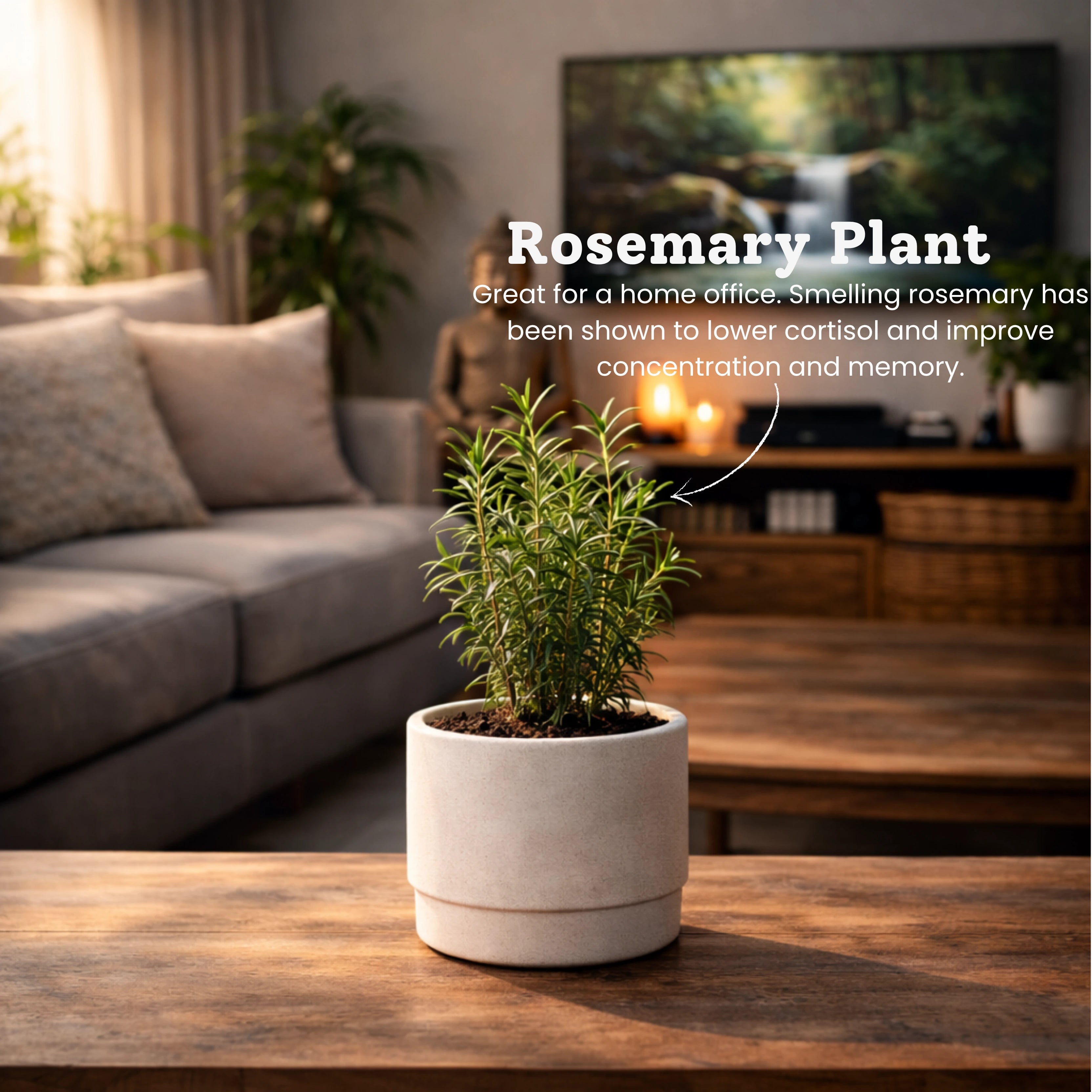 Stress Relief Plant Combo