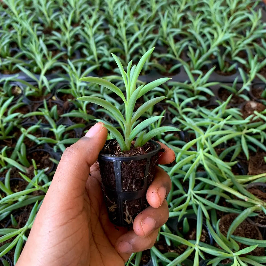 Hand holding a small potted plant with rows of plants in the background