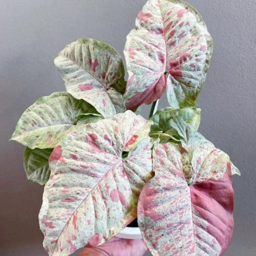 Syngonium Confetti Plant Sapling