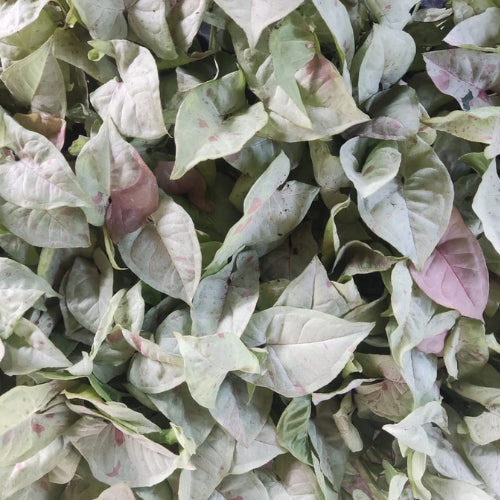 Syngonium Confetti Plant Sapling (1pc)