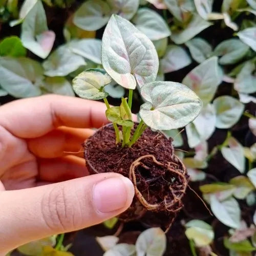 Syngonium Confetti Plant Sapling (1pc)