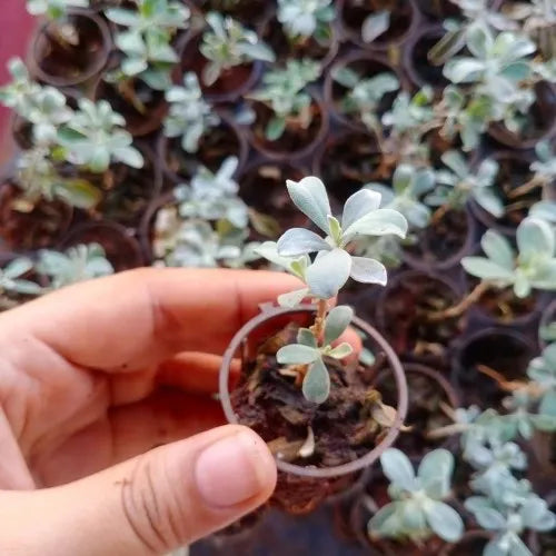 Texas Sage Plant Sapling (1pc)