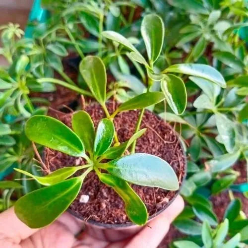 Umbrella Tree Plant Sapling(1pc)