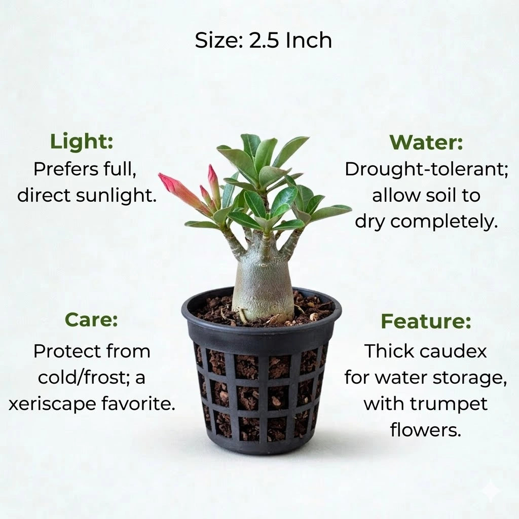 A plant in black net pot on a white background with certain details