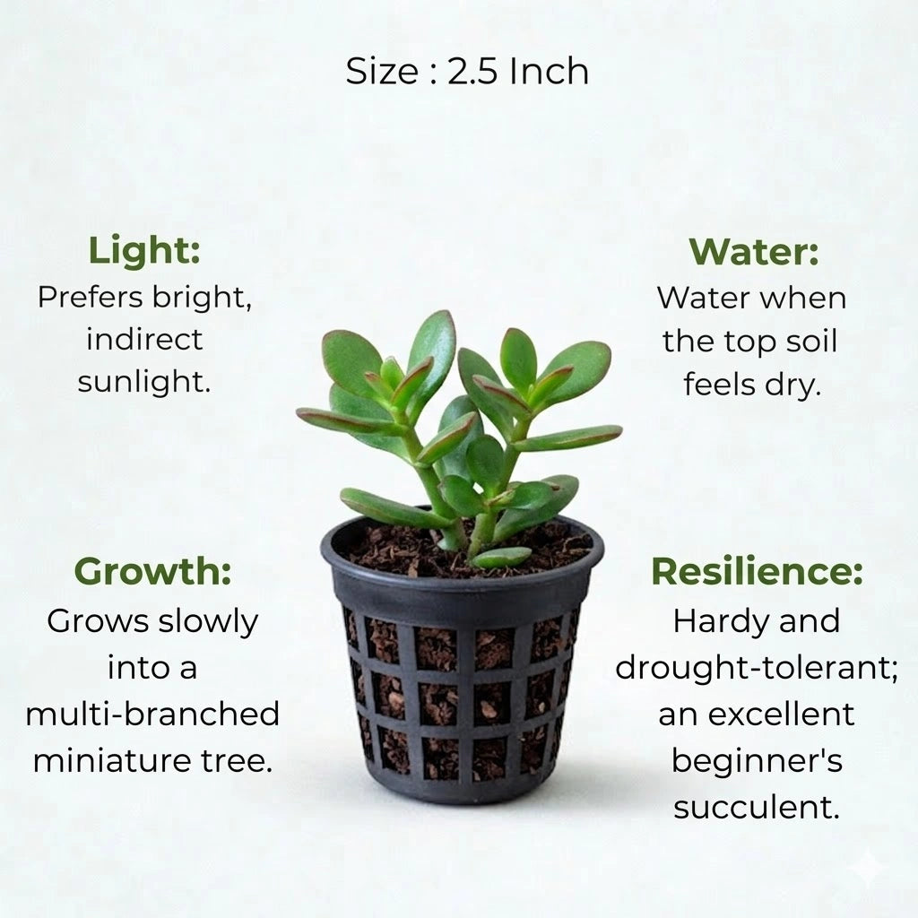 jade plant in kannada Buy Jade Plant Sapling (1pc) | Only Rs.69/-