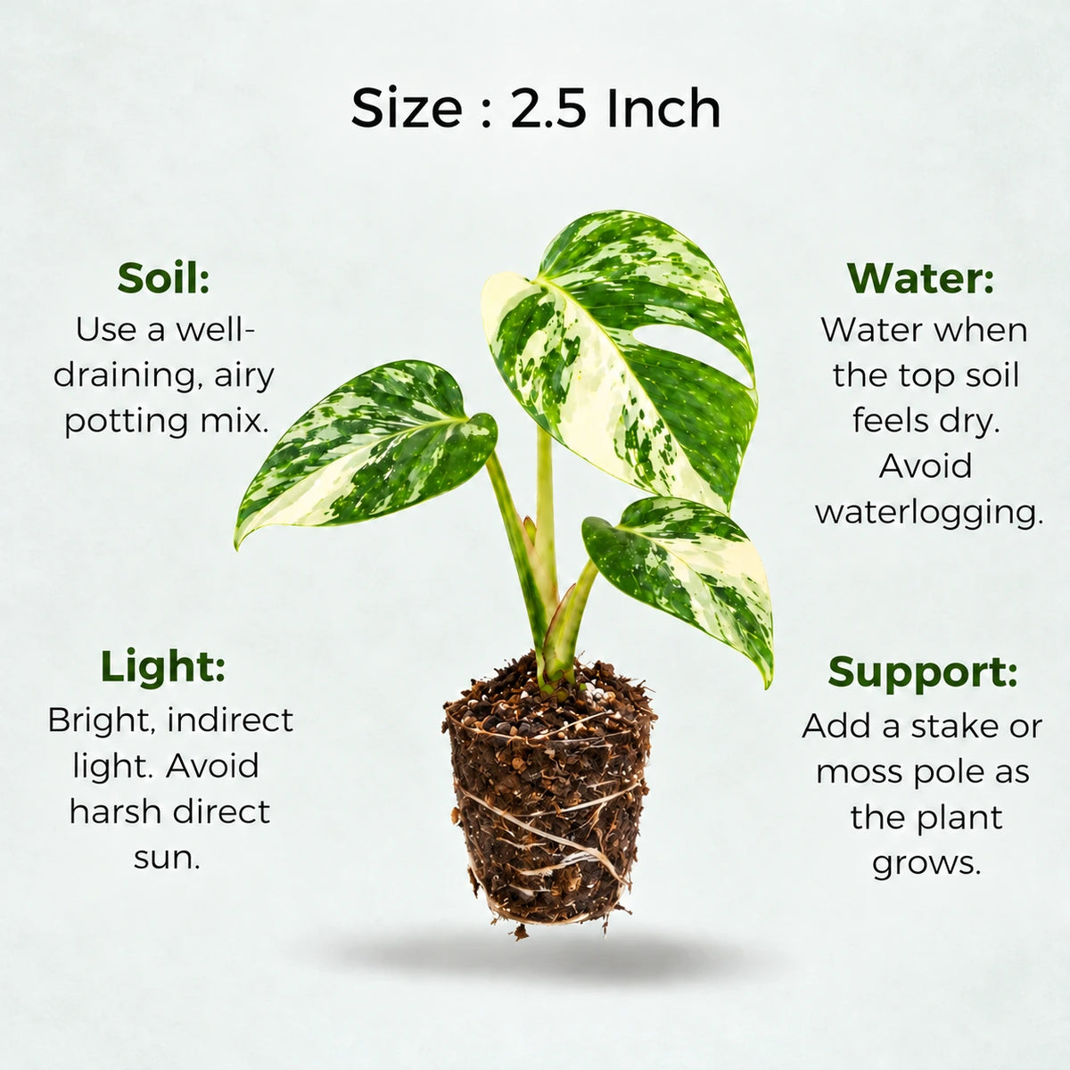 Variegated Monstera Plant sapling (1pc)