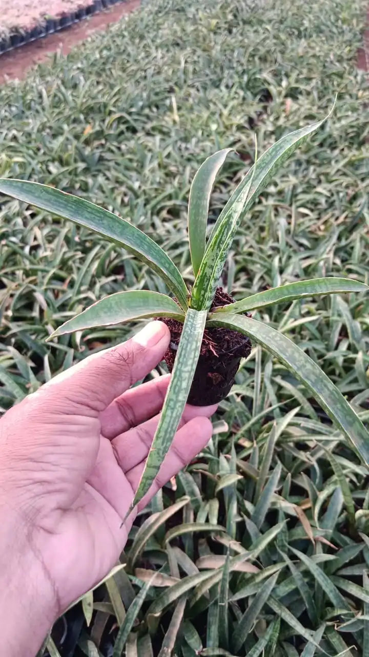 Sansevieria Silver Steel Plant Sapling (1Pc)