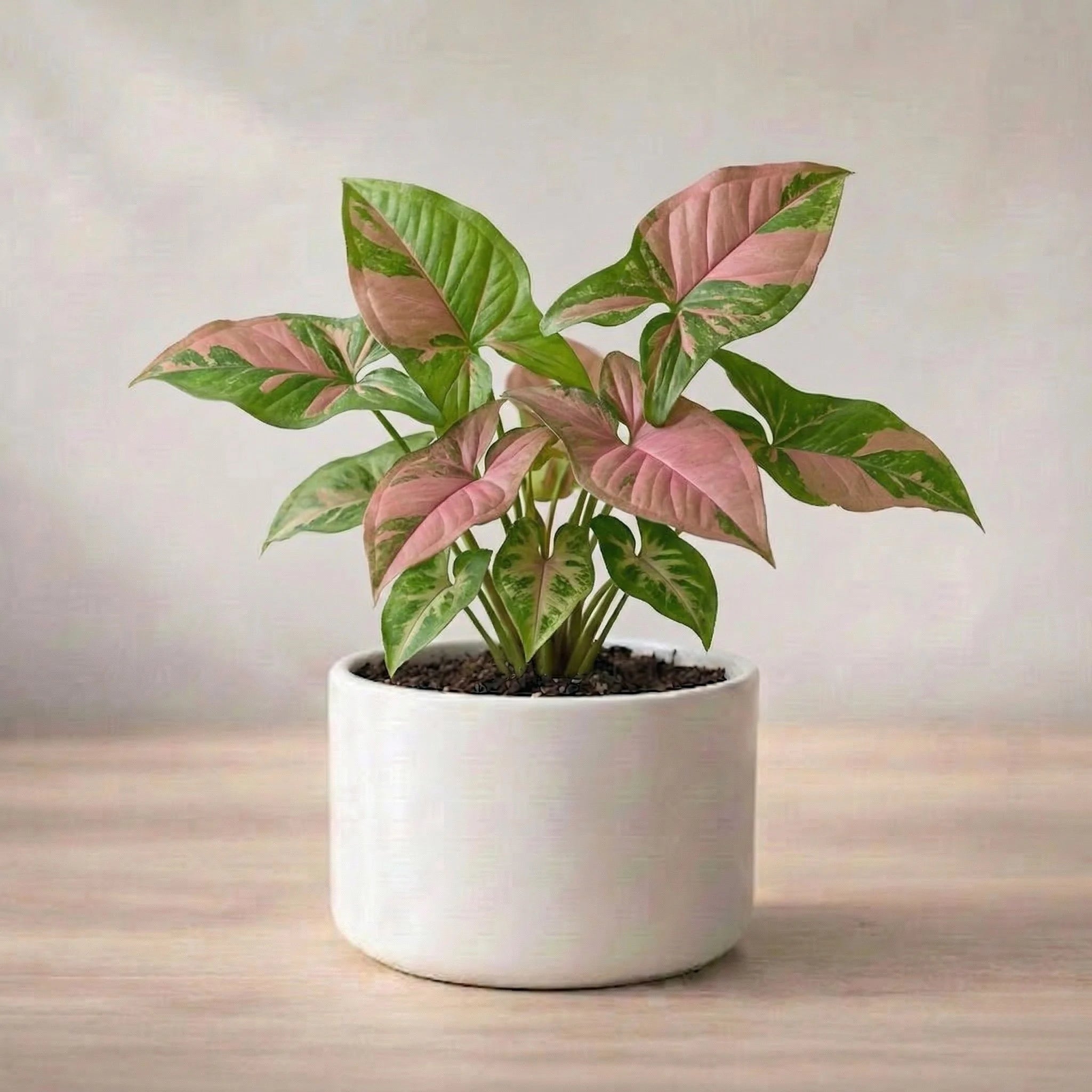 Potted plant on a wooden surface with a neutral background