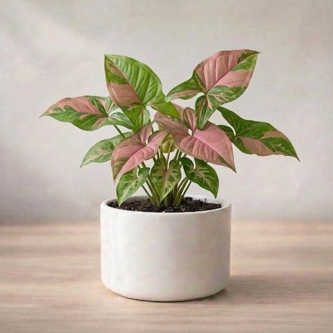 Syngonium Pink Plant Sapling (1pc)