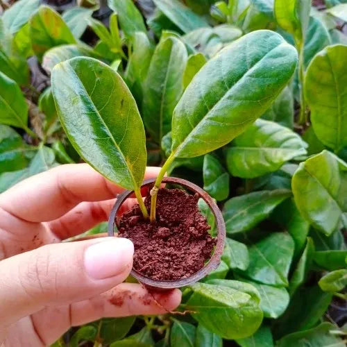 Wall Creeper Plant sapling (1pc)