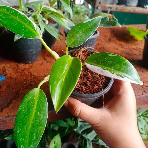 Philodendron White Princess Plant Sapling (1pc)