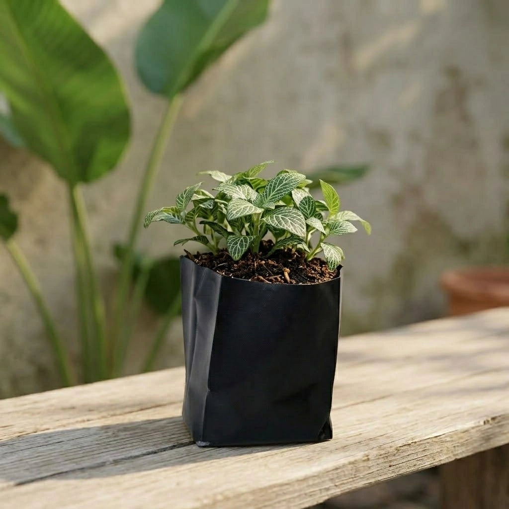 Grow Bags (1pc)