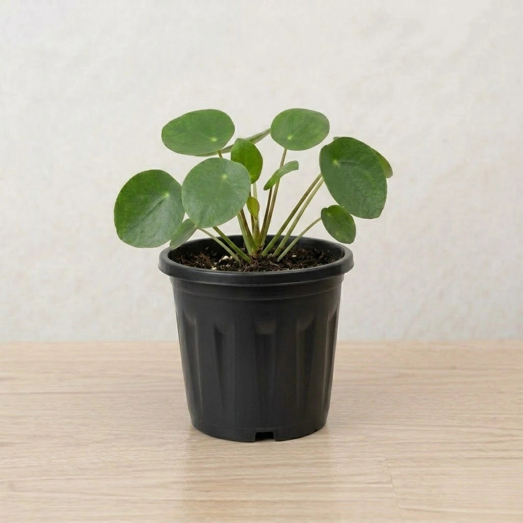 Gardening Pot 3-inch (1pc)