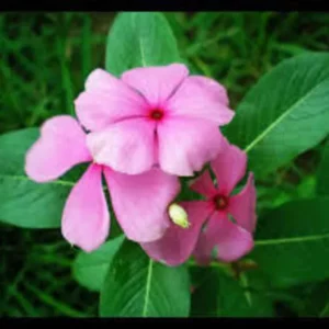 This is an image of tiny pink colored Vincarosa flowers with green leaves with greenery in background.