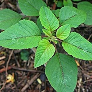 Green leafy plant of Amaranth sowed in brown earthy soil