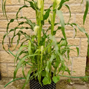 Greenish yellow baby corn plant sowed in a black pot