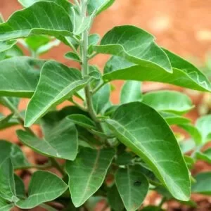 This is an image of green leaves of Ashwagandha plant.