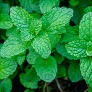 Bright green fresh mint herb