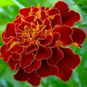 This is an image of bright scarlet red colored French Marigold Flower with green leaves in the background.